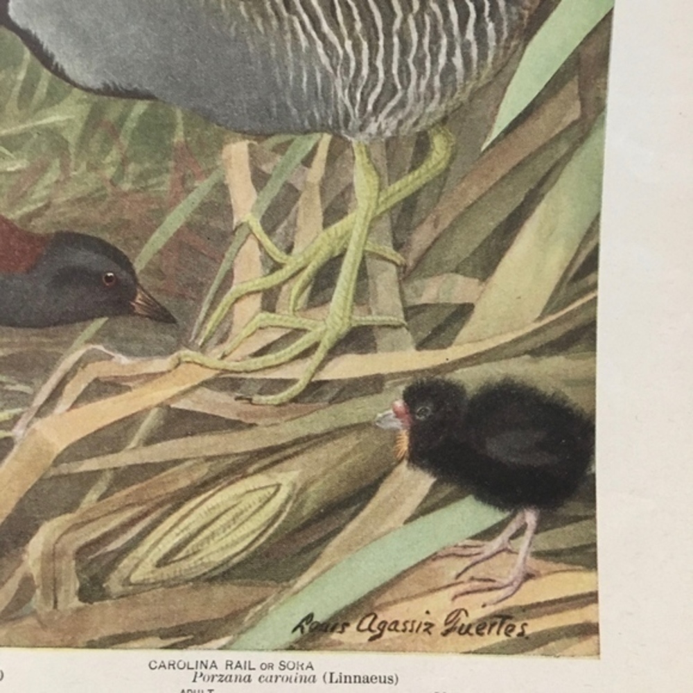🖤 5 / $ 25 Antique Ornithological Bird Print Original - Picture 15 of 15